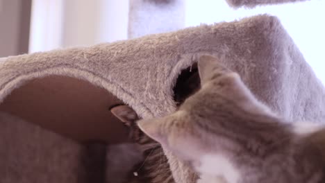 brave little maincoon kitten cat fighting playing with silver cat in cat tree