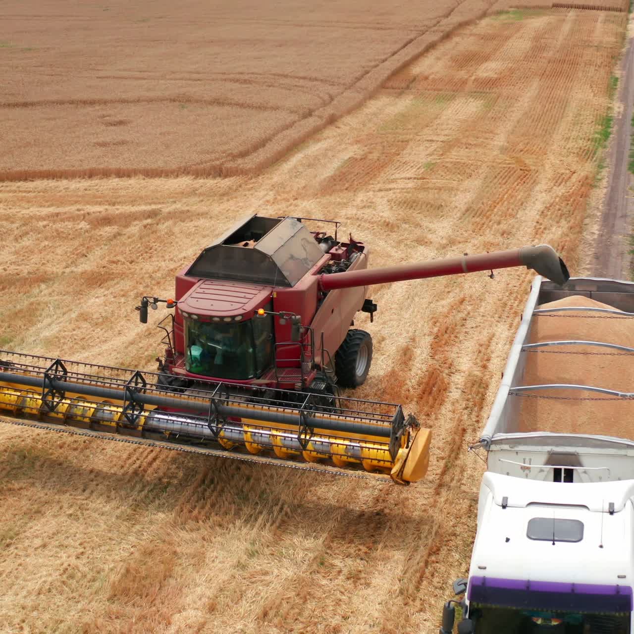 Case combine approaching to the tractor machine. Modern harvester uploading the picked crops into the lorry. Wheat field backdrop