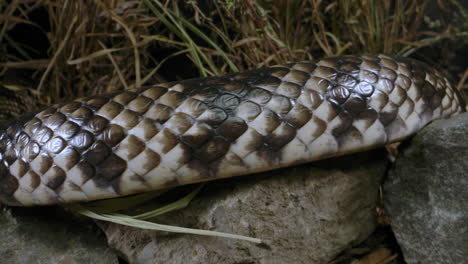 Cobra-De-Agua-Falsa-Serpiente-Suave-Brasileña-Deslizándose-Sobre-Rocas