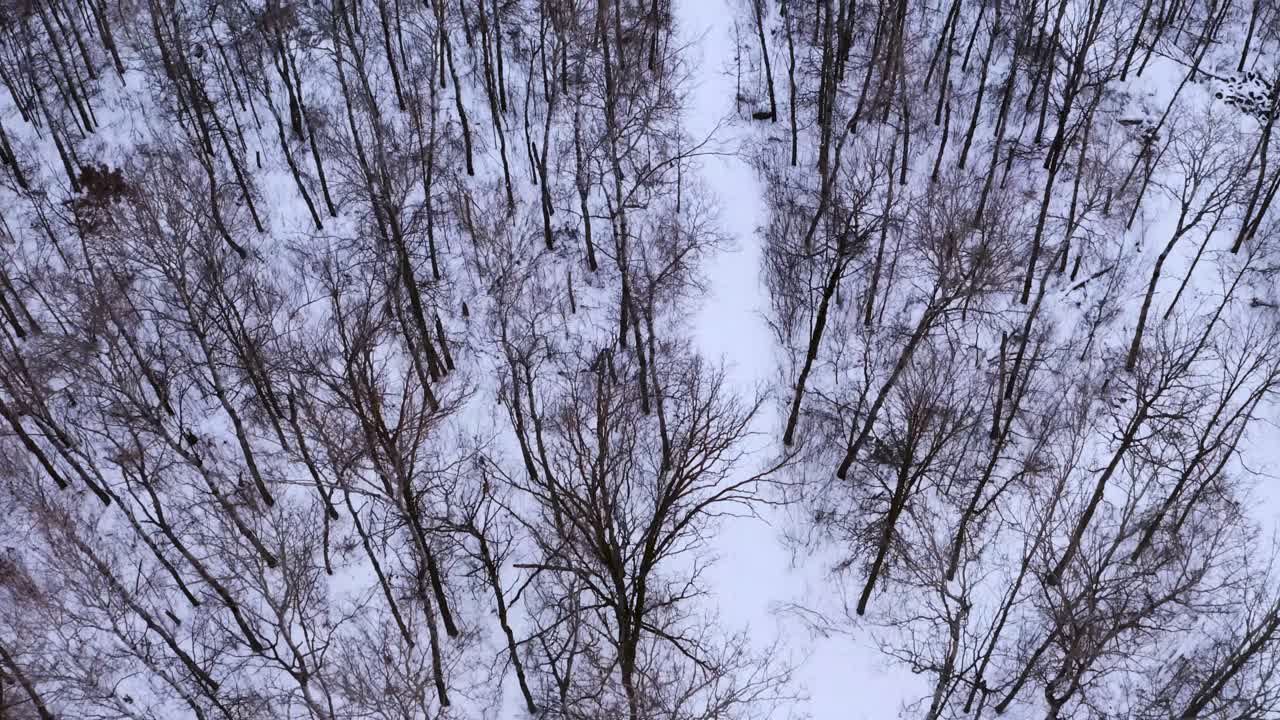 캐나다의 아름다운 눈 덮힌 숲