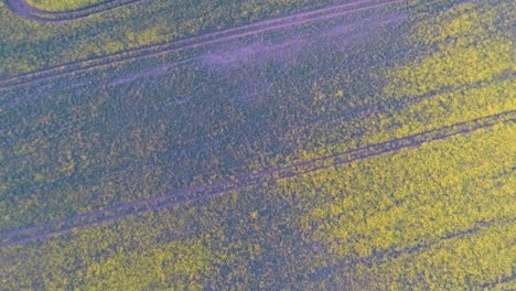 flying over beautiful yellow fields