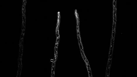 strands of mycelium growing under a microscope - aspergillus fumigatus imaged using confocal laser scanning fluorescence microscopy