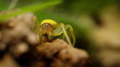 Gurkengrüne-Spinne-In-Ihrem-Natürlichen-Lebensraum