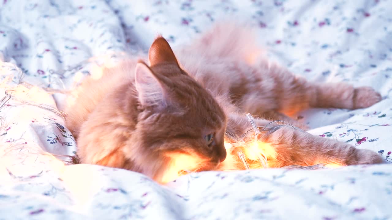 귀여운 생강 고양이가 반이는 전구를 물고, 휴일 장식. 편안한 집 휴일 배경