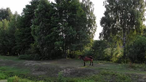 Luftaufnahme-Eines-Pferdes-Auf-Einem-Feld-Mit-Bäumen-Im-Hintergrund-Während-Der-Goldenen-Stunde,-Die-Vorwärts-Geht