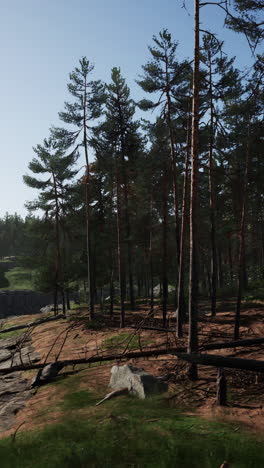 forest scenery with fallen trees