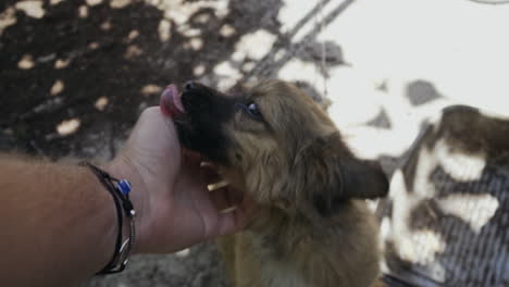 POV-of-cute-puppy-enjoying-the-attention-of-being-pet-by-someone,-slow-motion