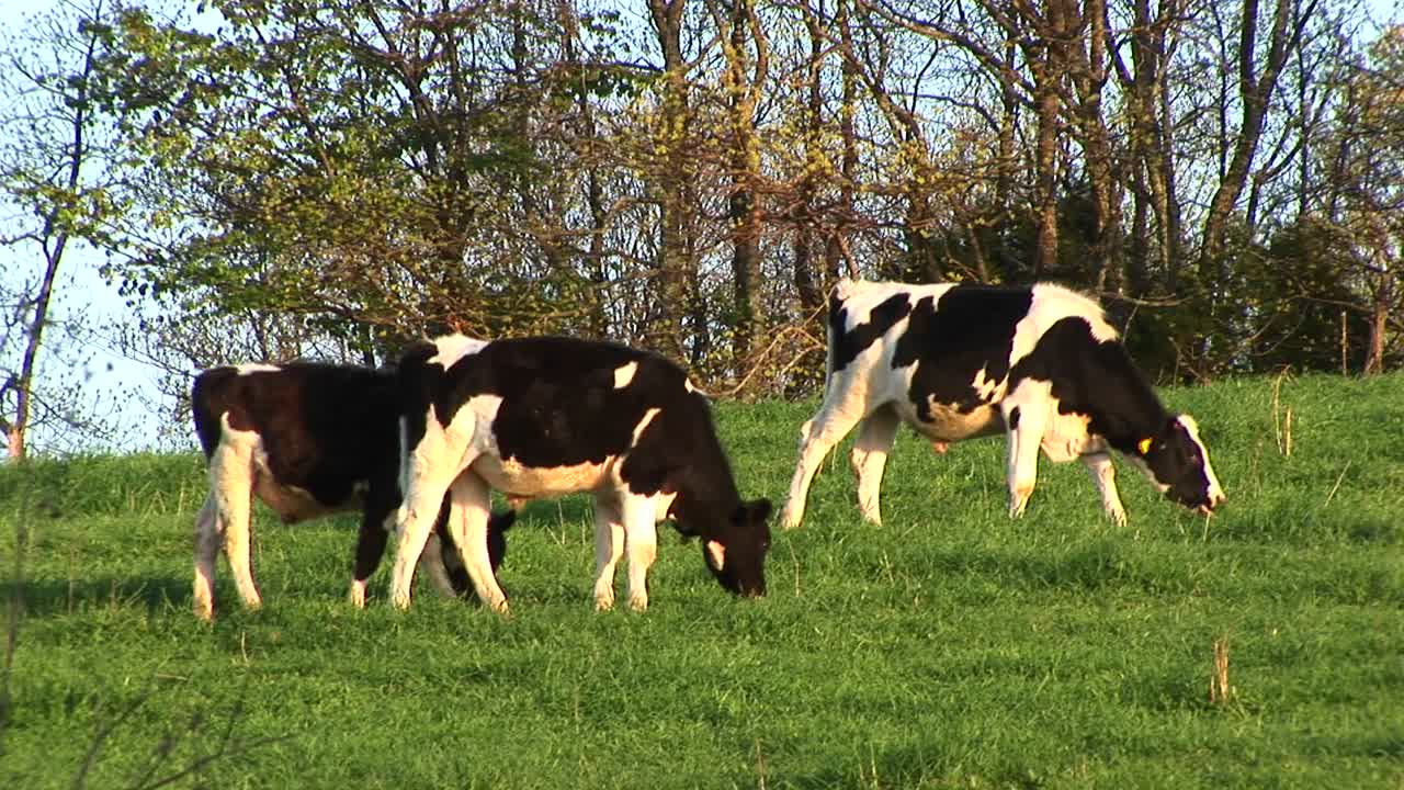 Vacche da latte maculate marroni e bianche pascolano sull'erba verde brillante di un prato.