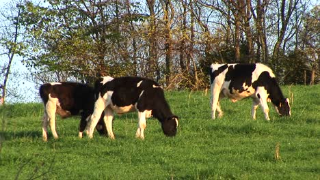 brownandwhite spotted dairy cows graze on a meadow's bright green grass