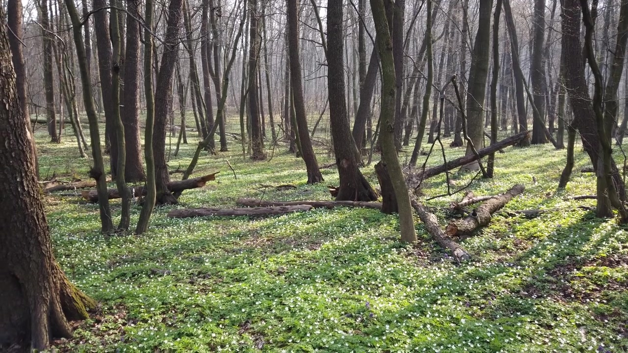 Anemoni bianchi nella foresta