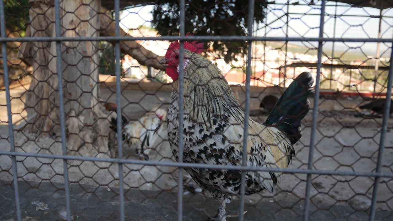 Locked shot of a Curious rooster and a white peacock at the Vlatadon Monastery, Thessaloniki, Greece