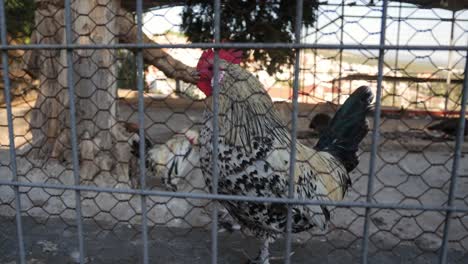 locked shot of a curious rooster and a white peacock at the vlatadon monastery, thessaloniki, greece