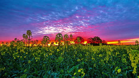 Amanecer-Coloreando-Nubes-De-Color-Rosa-Vivo,-Disparo-Bajo-Desde-El-Campo-De-Colza