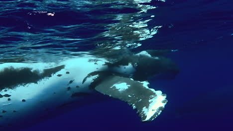 Ballena-Jorobada-Respirando-Desde-La-Superficie-En-Aguas-Azules-De-La-Polinesia-Francesa