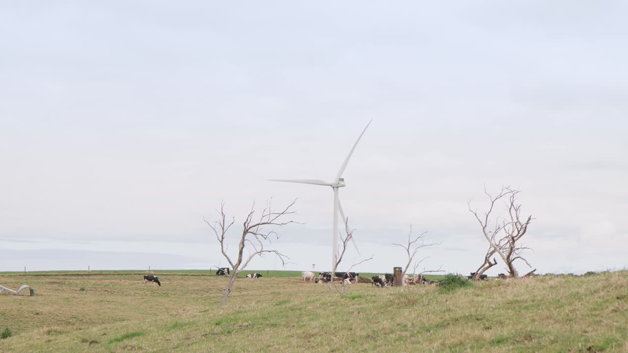 Livestock on a field with a wind turbine. Sustainable energy.