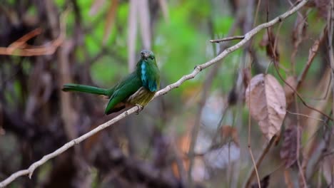 El-Abejaruco-De-Barba-Azul-Se-Encuentra-En-La-Península-De-Malaya,-Incluida-Tailandia,-En-Claros-De-Bosques-Particulares