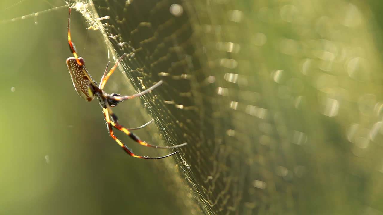 크고 아름다운 황금 실크 거미, 황금 시간의 랙 초점