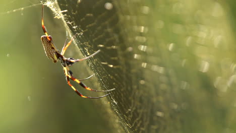 Rack focus of big and beautiful golden silk spider, golden hour
