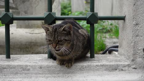 gray tabby cat behind a fence