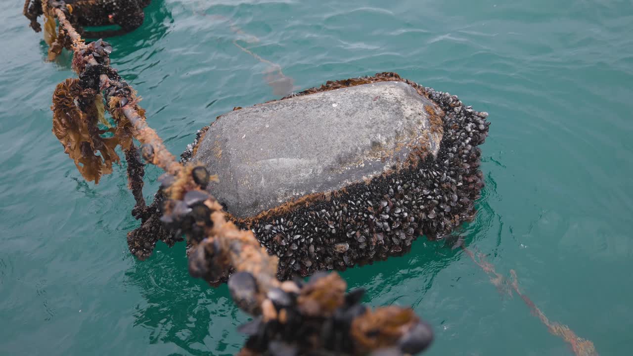 홍합과 연체 동물, 푸른 바닷물로 가득 찬 떠 다니는 부표와 밧줄
