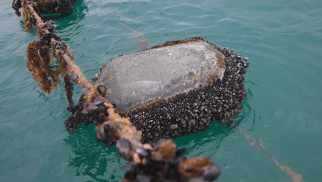 boya flotante y cuerda llena de mejillones y moluscos, agua de mar azul
