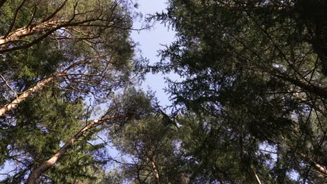hermoso bosque en los alpes italianos