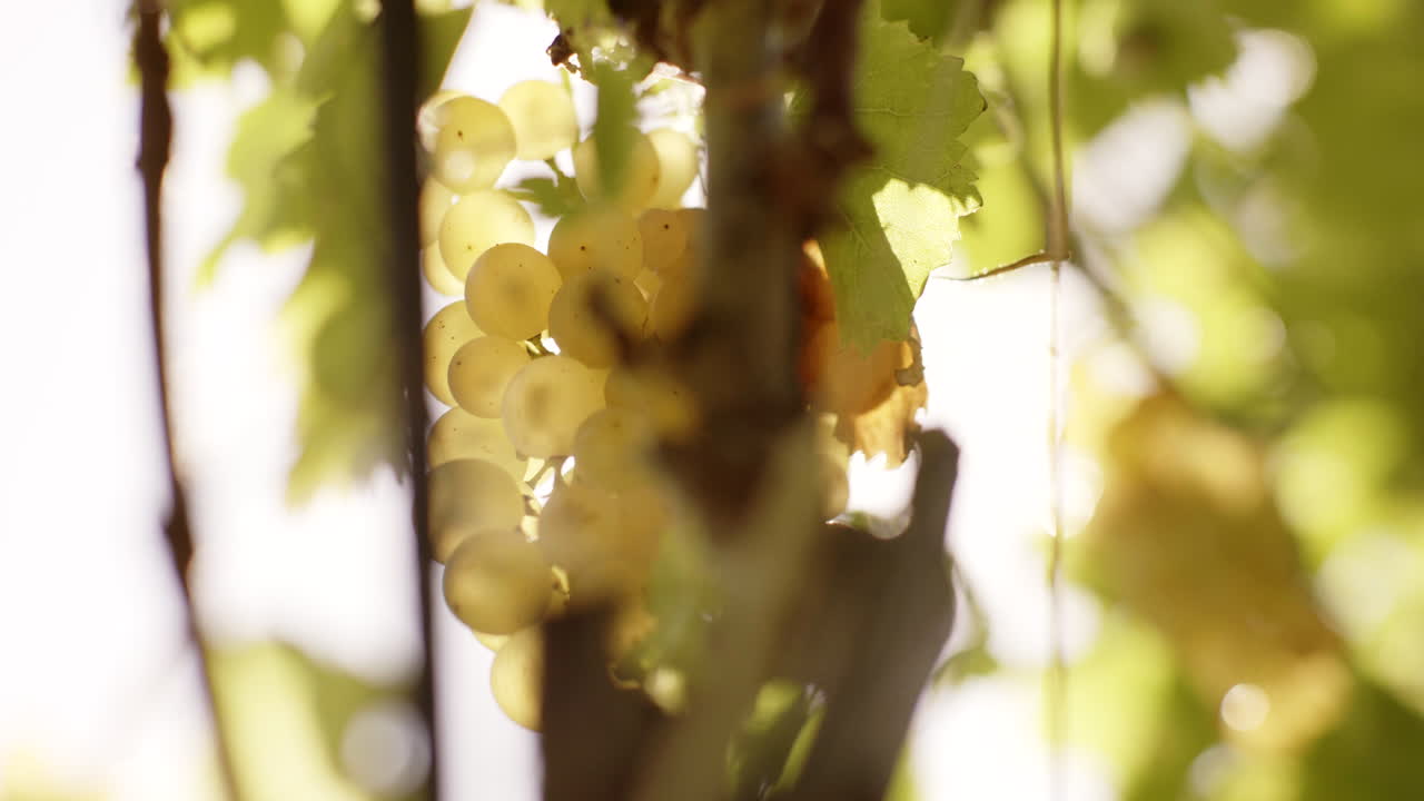 Close-up of White Grapes on Vine