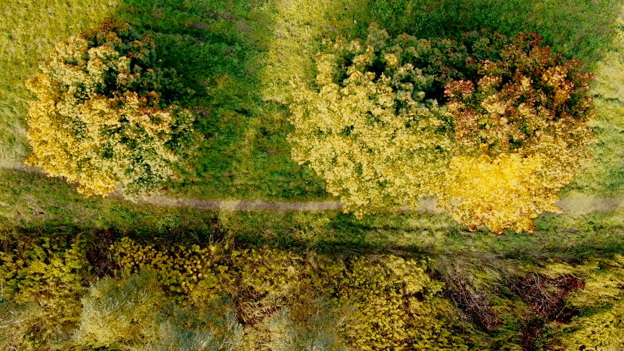 movimiento suave a lo largo de un camino rural a lo largo de un callejón de abedules en otoño cuando hace sol