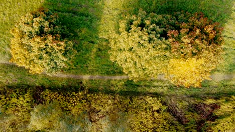 Smooth-movement-along-a-rural-road-along-a-birch-alley-in-autumn-in-sunny-weather