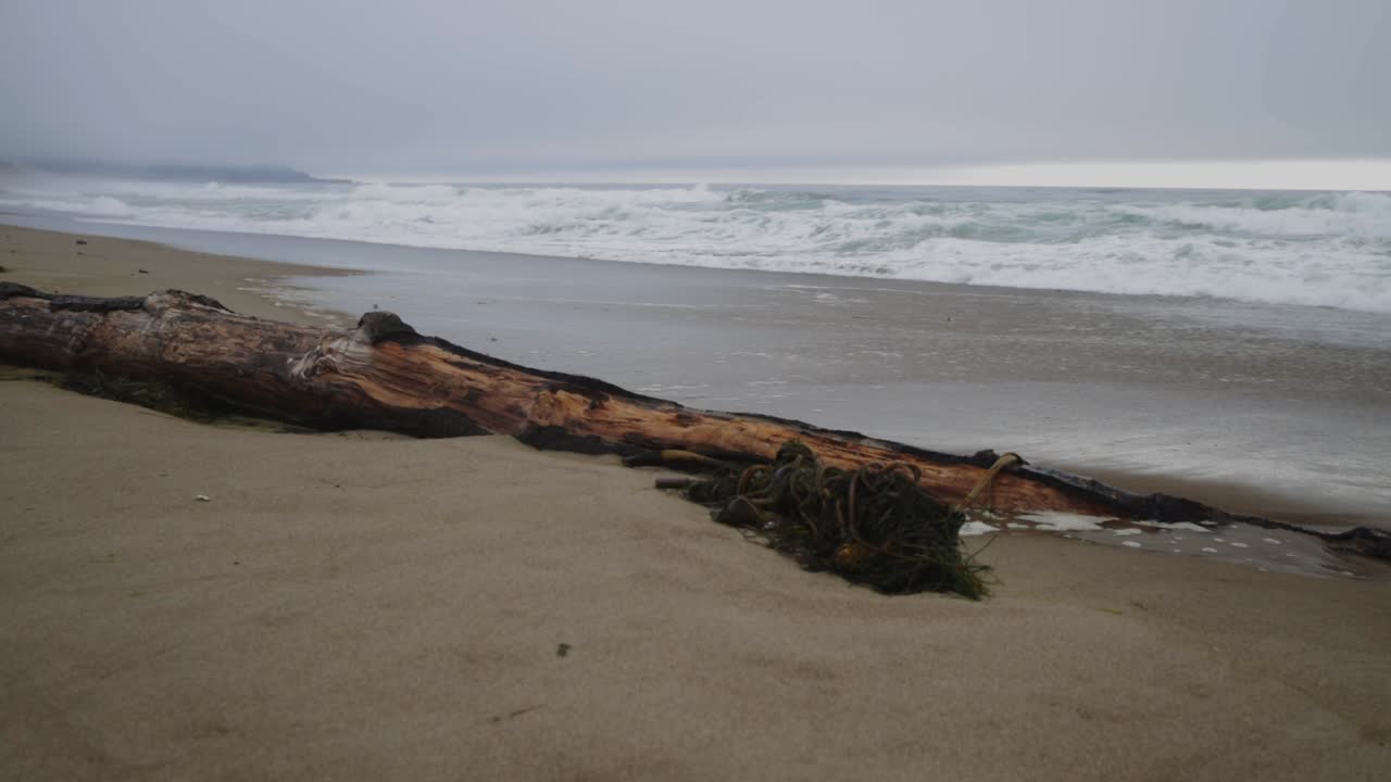 Driftwood on a Moody Beach