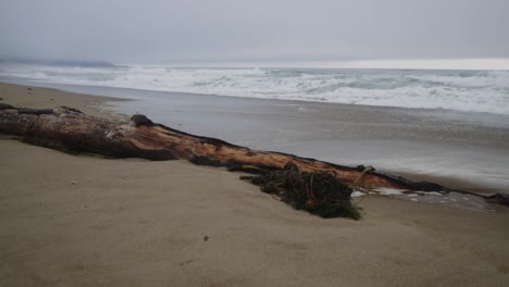 Driftwood on a Moody Beach