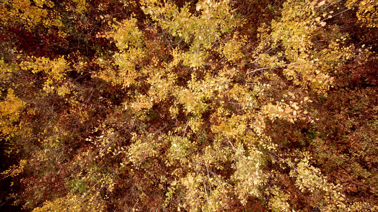 Panning drone view rotating around golden aspens in full autumn display