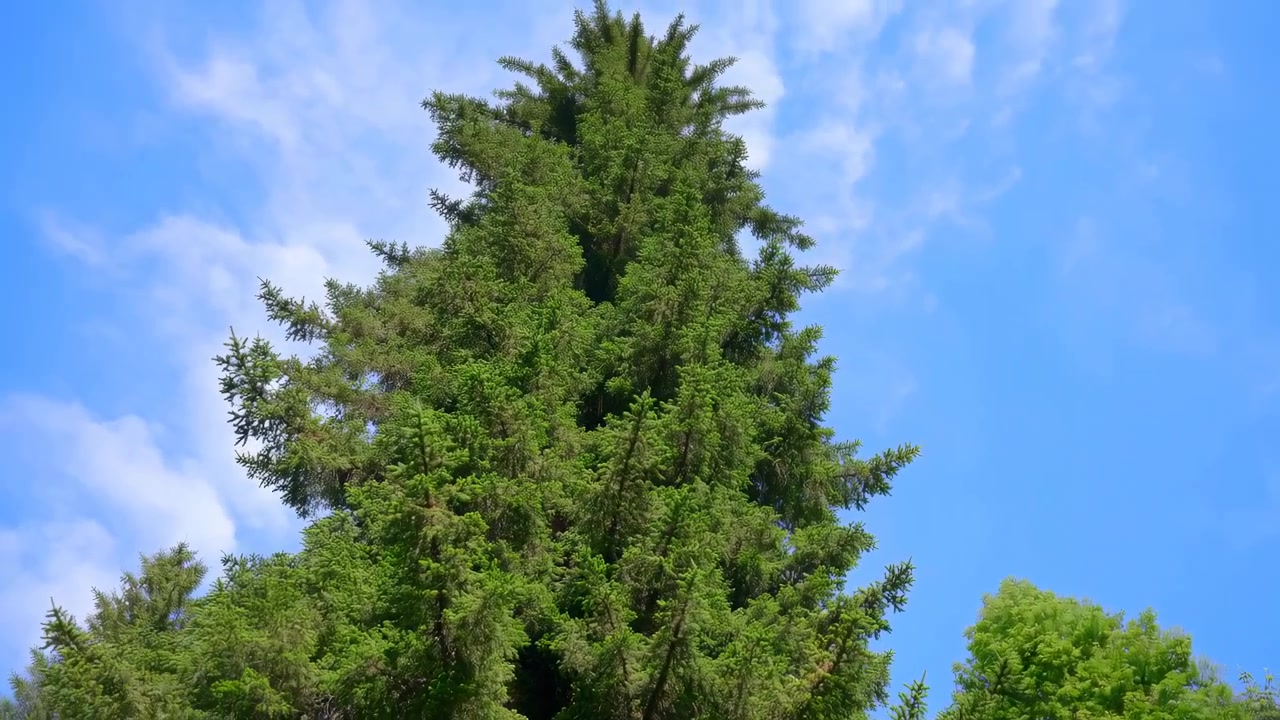 Alto Abete Contro Cielo Blu, Chioma di Conifera Illuminata dal Sole con Aghi e Rami Dettagliati, Estate Serena