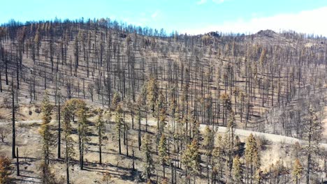 Antena-Sobre-árboles-Forestales-Destruidos-Quemados-Y-Destrucción-Del-Desierto-Del-Fuego-Caldor-Cerca-Del-Lago-Tahoe,-California