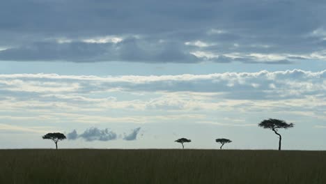 Increíble-Paisaje-Africano-En-La-Reserva-Nacional-De-Maasai-Mara,-Cielo-Tormentoso-Con-Nubes-Rodando,-árboles-De-Acacia-En-El-Contorno-De-La-Silueta-Del-Horizonte,-Kenia,-Paisaje-De-Safari-Africano-Atmosférico