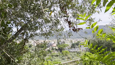 Green-olive-branches-framing-a-Mediterranean-town---Sorento,-Italy