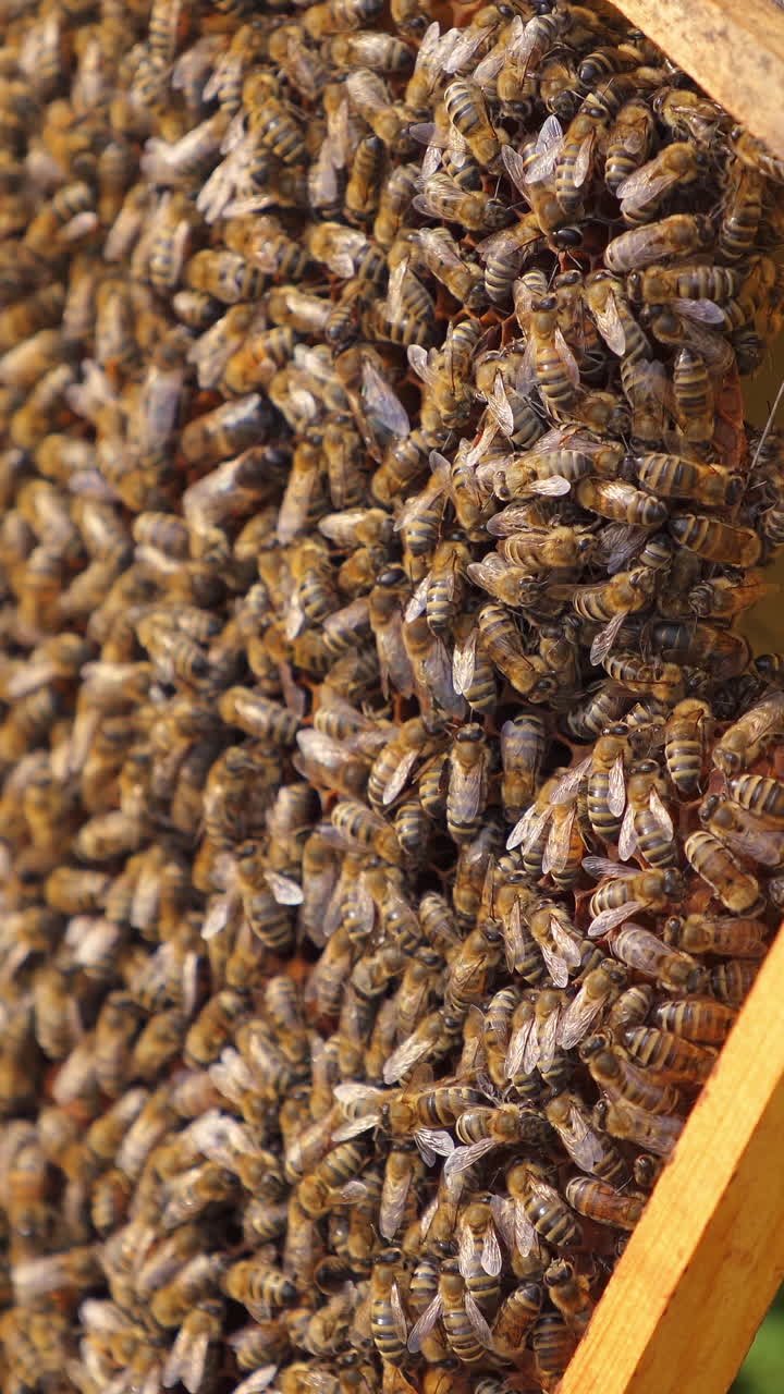 Frames of a bee hive. Beekeeper harvesting honey. Working bees on honey cells. Apiary concept. Vertical video