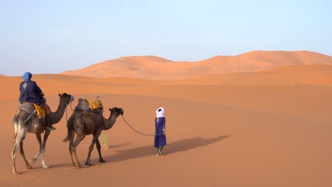 dromedary walking in the sahara desert, morocco