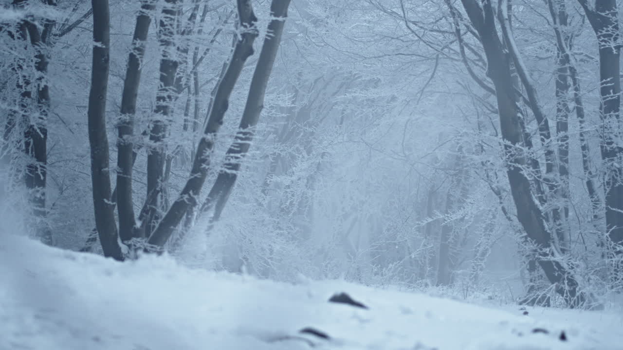 A winter forest covered in snow, quiet and peaceful, with frosty trees in view