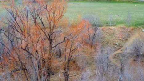 aerial view of trees that have lost their leaves for the winter