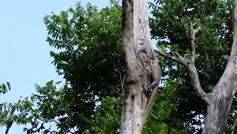 el lagarto monitor nublado se encuentra en tailandia y otros países de asia