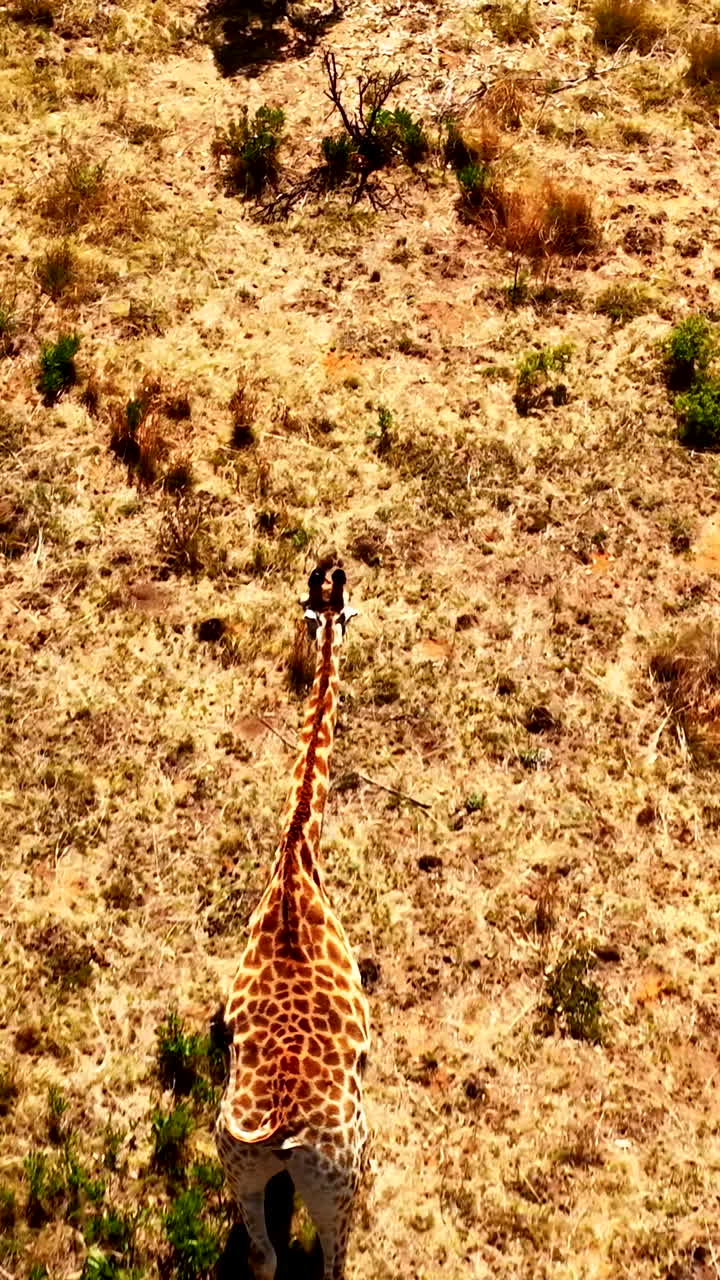 Rear aerial of giraffe with long flicking tail walking over dry field, vertical