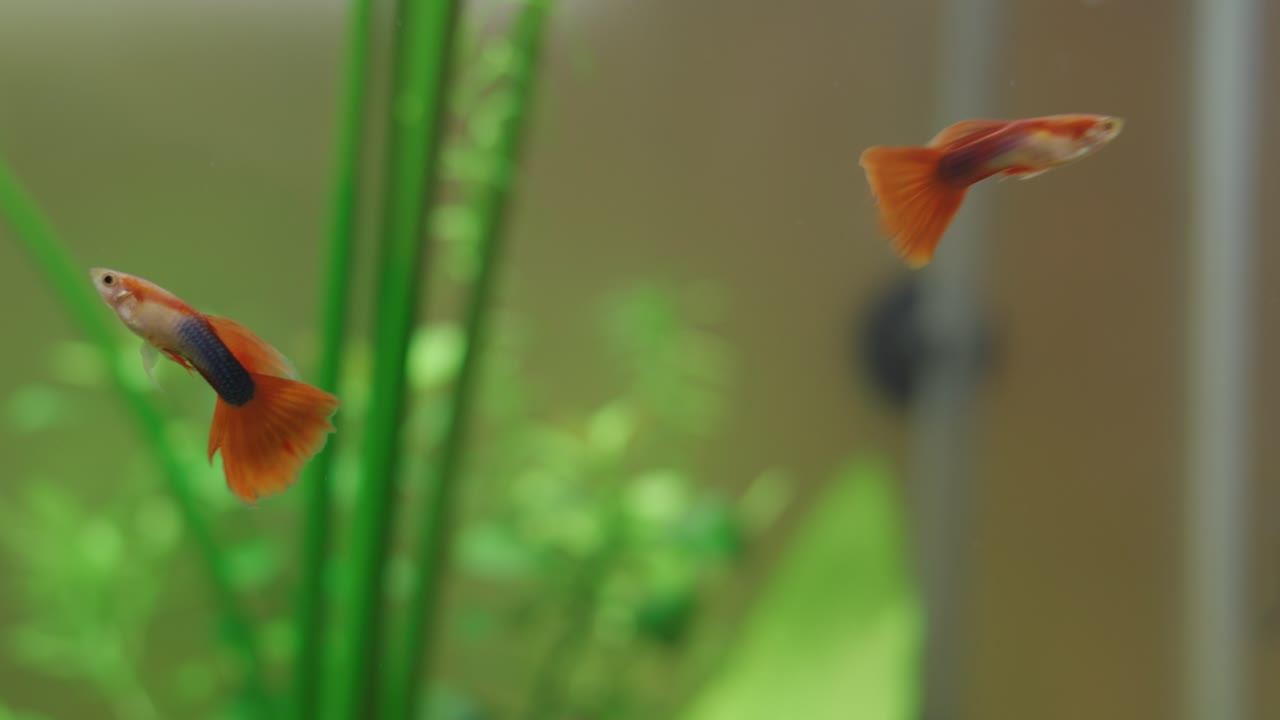Beautiful Guppy Fish Swimming In The Aquarium, Sold In The Goldfish Market In Hong Kong.  - close up shot