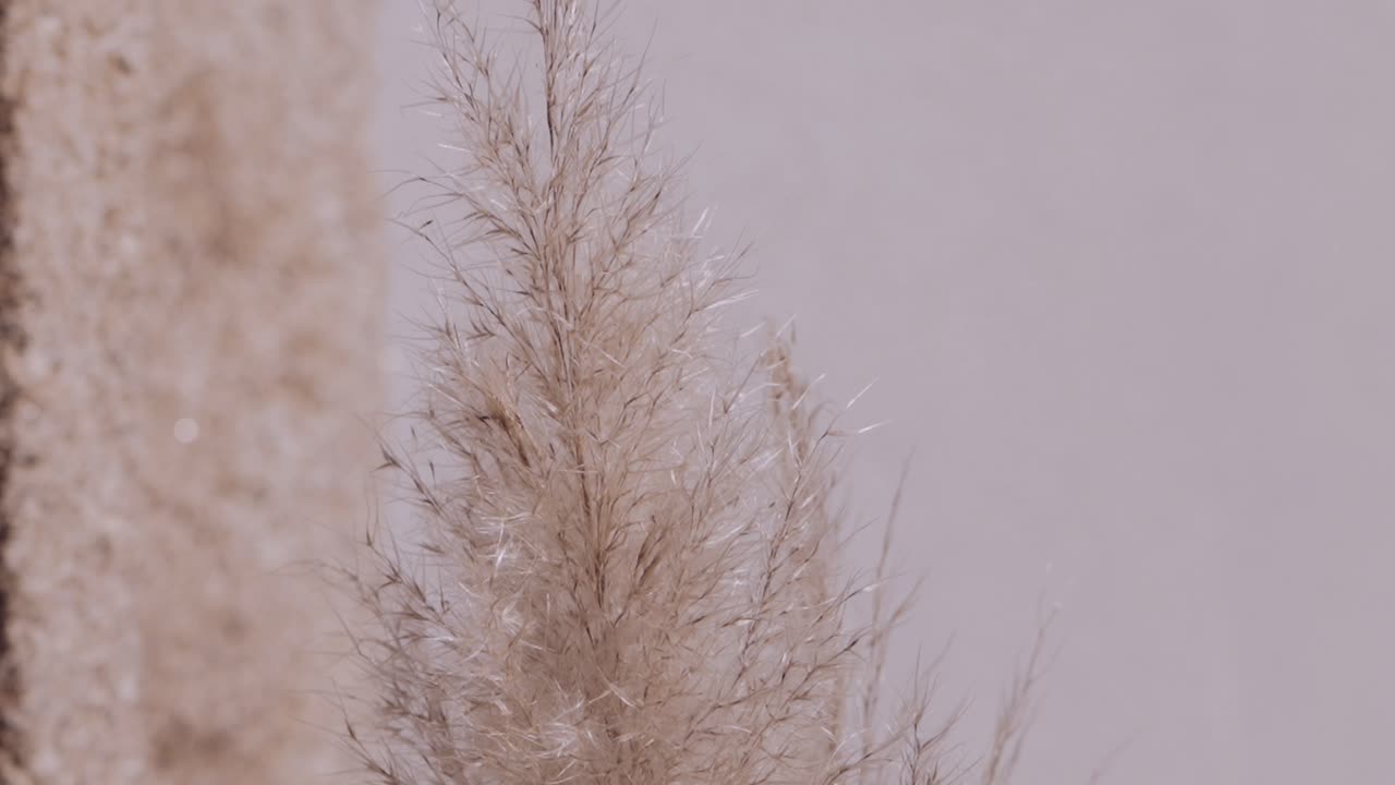 Soft beige pampas grass with a textured wall backdrop in natural sunlight