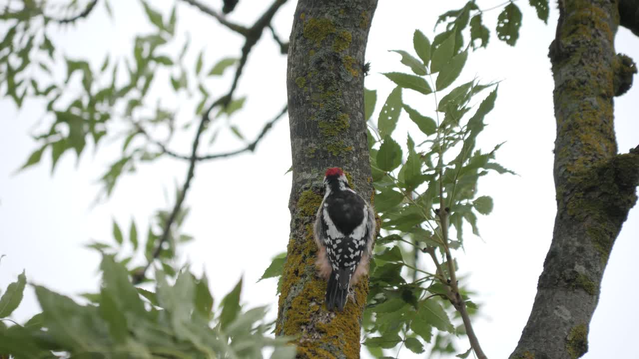 madera de pico de pájaro carpintero manchado medio