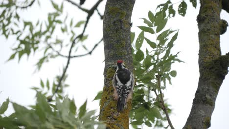 Pájaro-Carpintero-Moteado-Medio-Picotear-Madera