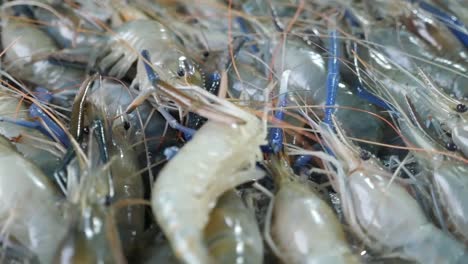 various kind of raw seafood, close up