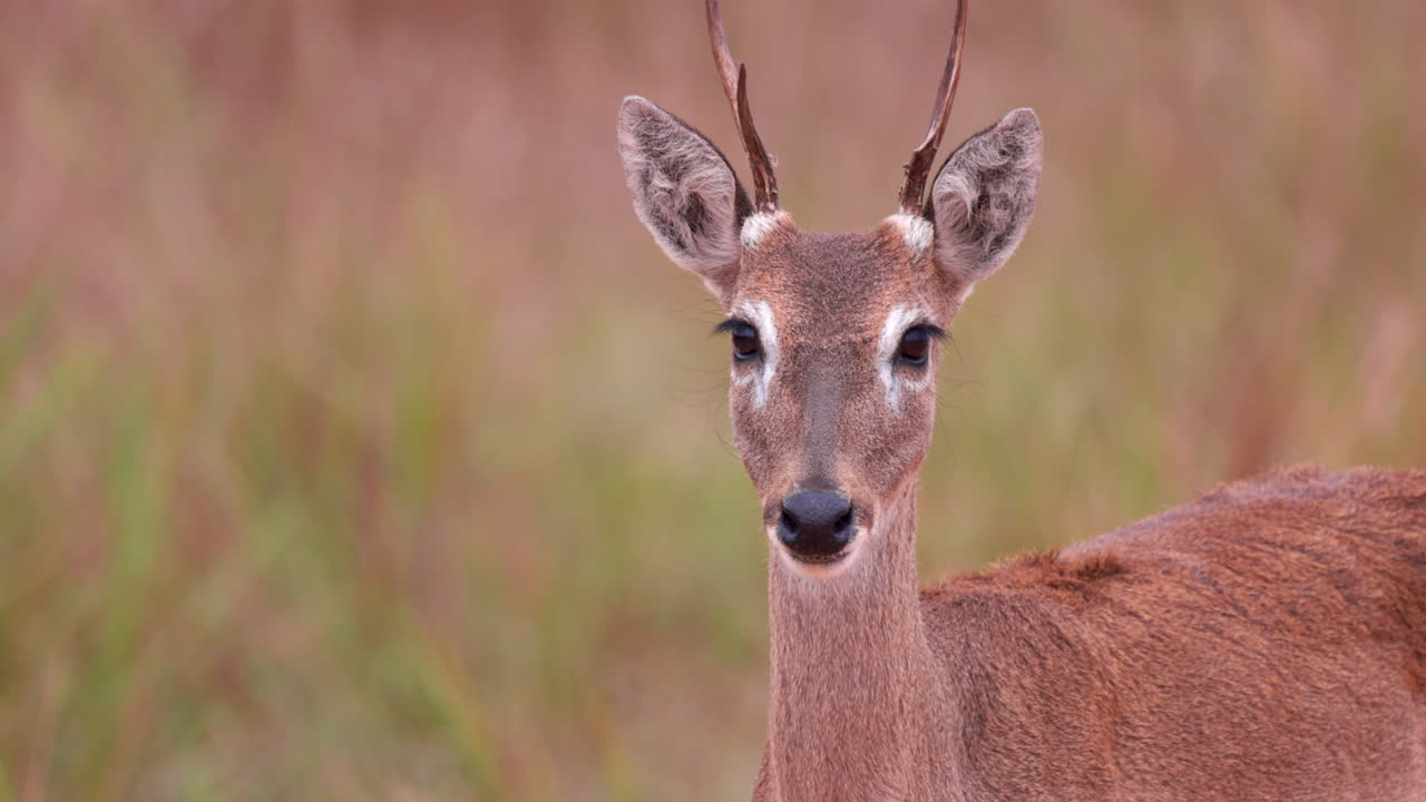 ciervo de las pampas en primer plano en cámara lenta en la sabana de bolivia