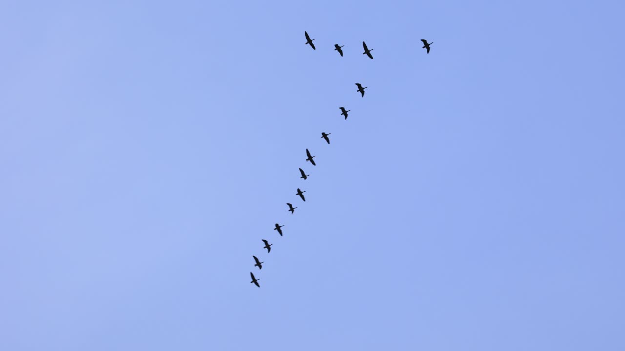 기러기는 화창한 날 맑고 푸른 하늘을 통해 자연 비행 v 형성으로 이동합니다.