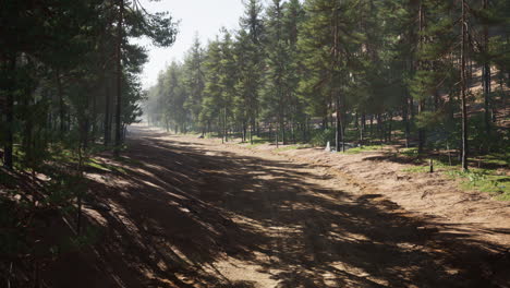 Sendero-Colorado-Entre-Los-Pinos-Con-Las-Montañas